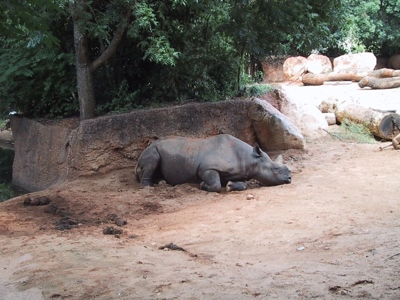 Rhinoceros, zvířecí, ceratotherium simum