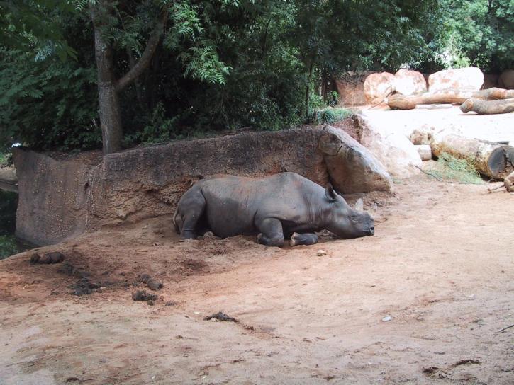 rinoceronte, animal, ceratotherium simum