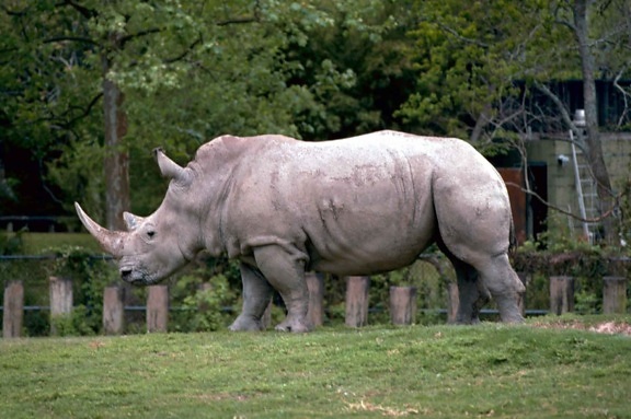 бял, носорог, квадрат, устни, носорог африкански, бозайник, ceratotherium simum