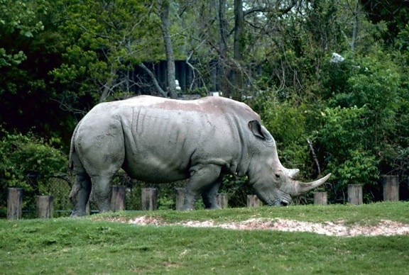 blanc, rhinocéros, carré, lèvres, rhinocéros, animal, ceratotherium simum
