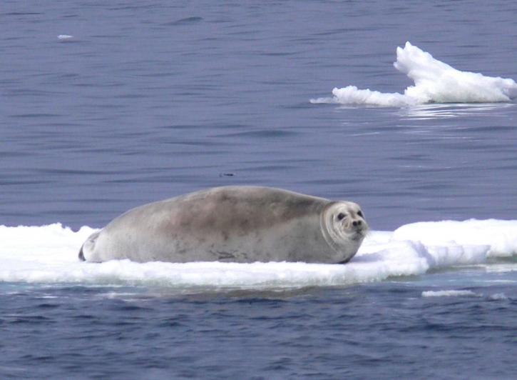 fúzatý, sea lion, ktorým, ľad