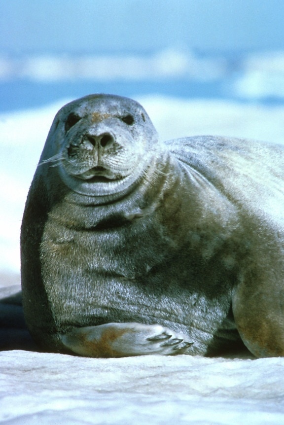 fúzatý, sea lion, portrét