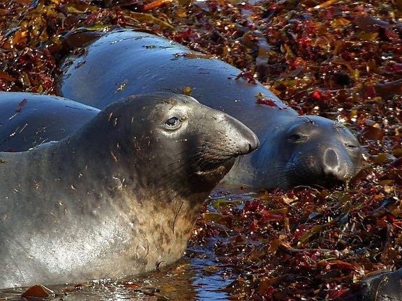 elephant seals, animals