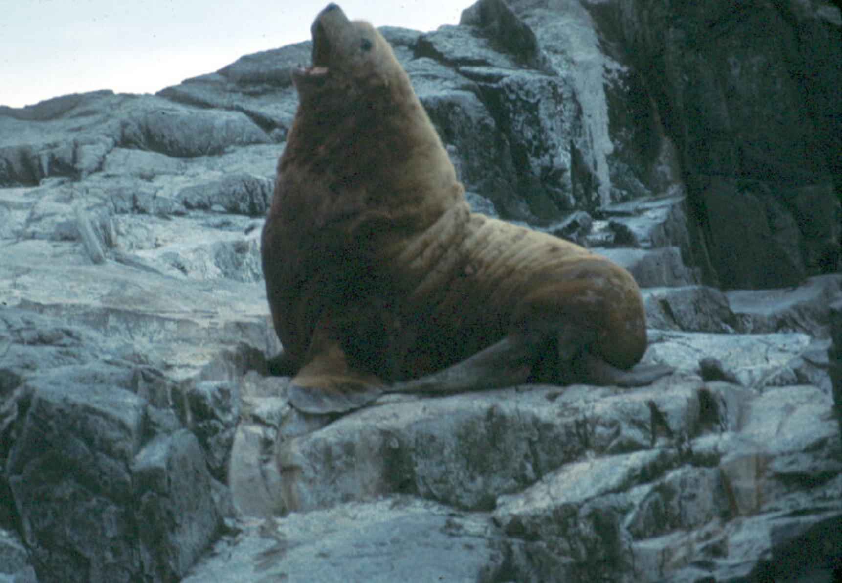 Free picture: callorhinus, ursinus, northern fur, sea lion, animal, mammal