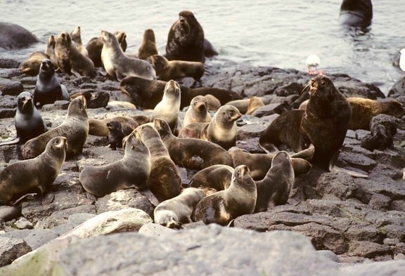 fur, sea lion, mammals, animals, colony