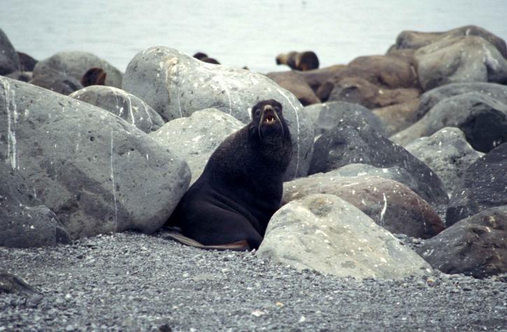 northern fur, sea lion, big, rocks, beach