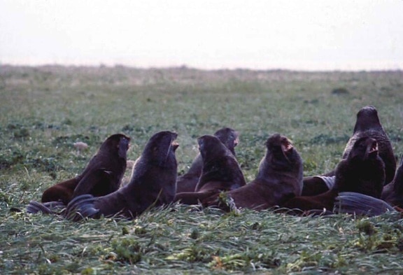 northern fur seals, animals, mammals