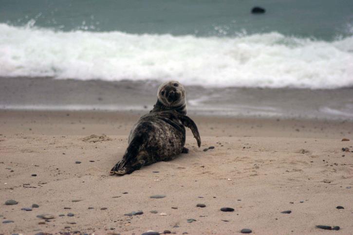 gray, sea lion, laying, beach, halichoerus grypus