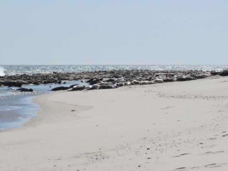 gray, sea lions, lined, beach