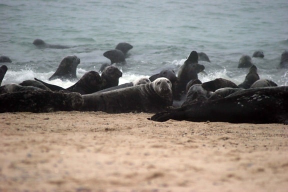 gray, sea lions, beach, halichoerus grypus