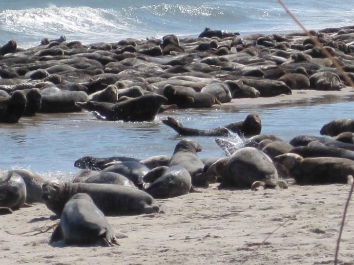 large, group, gray, sea lions, beach, halichoerus grypus