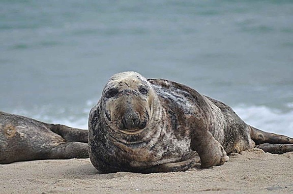 male, gray, sea lion, marine mammal, animal, halichoerus grypus