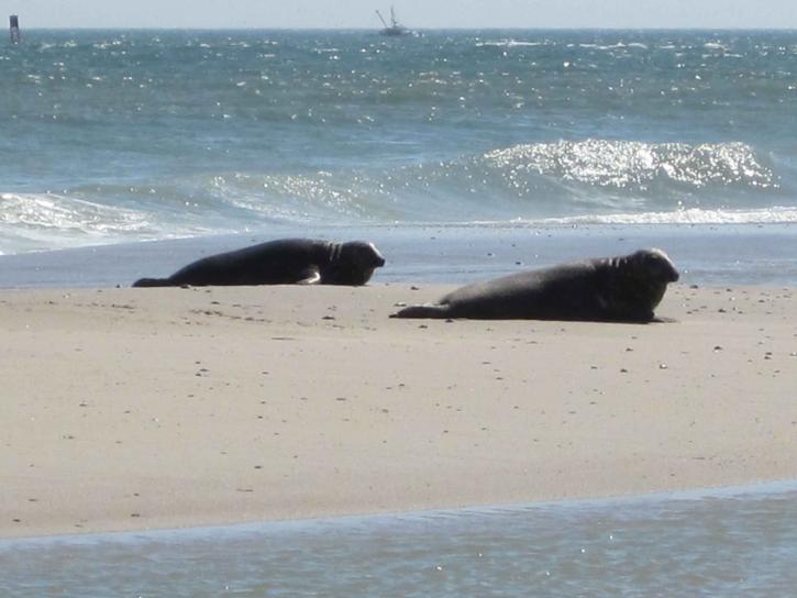 two, gray, sea lions, beach, halichoerus grypus