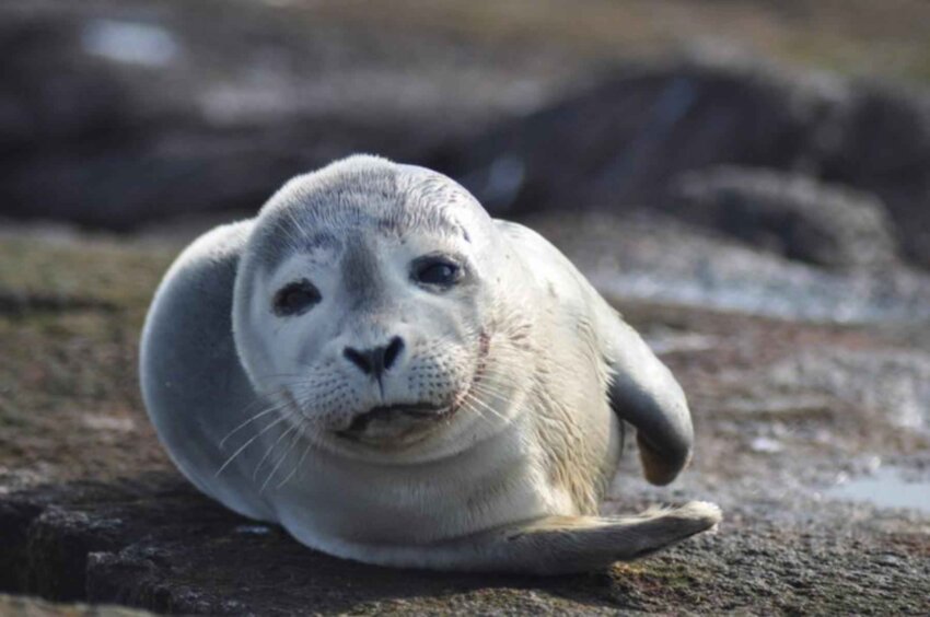 Free picture: harbor, sea lion, mammal, phoca, vitulina