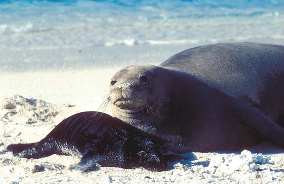 foca monje de Hawai, perrito, playa