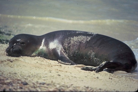Hawaiian monk seal, monachus schauinsland