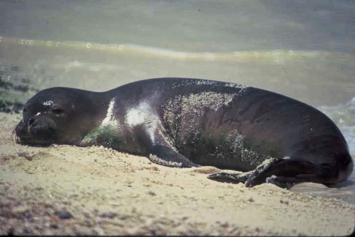 foca monaca hawaiana, monachus, Schauinsland