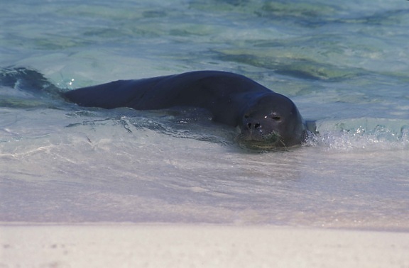 Hawaiian monk seal, plays, water
