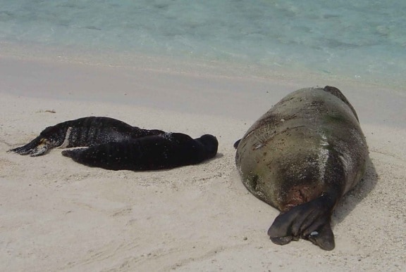 Hawaiian monk seal, born, twins