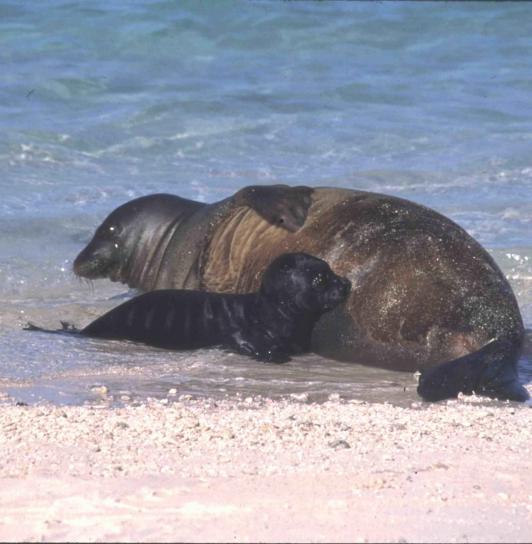Hawaiian monk seal, pup