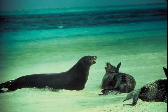 Тюлень-монах Гавайские, животных, море, пляж