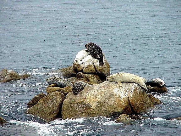 ocean, sea lions, mammal, rocky shore