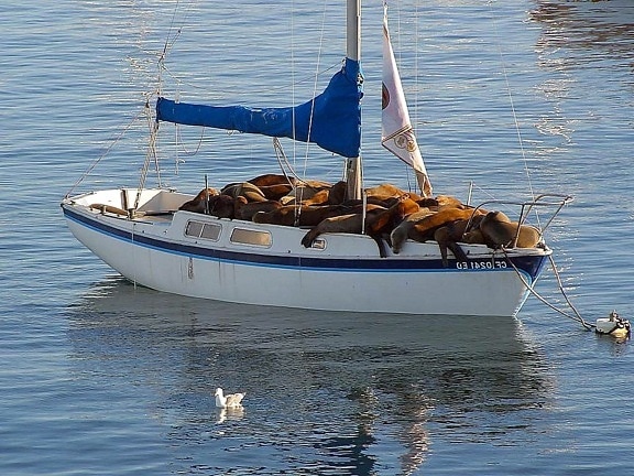 морские львы, отдыхает, лодка