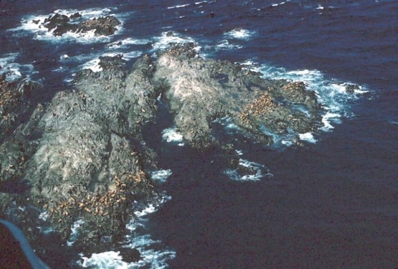 θαλάσσιο λιοντάρι, απόκρημνα βράχια