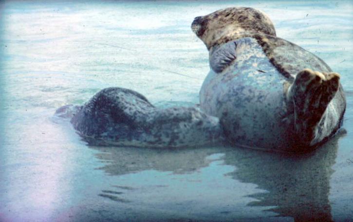 海狮, 雌性, 幼崽, 哺乳动物