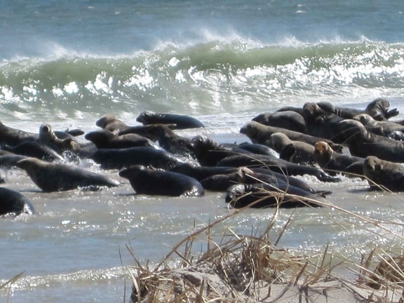 sea lions, gathered, ocean