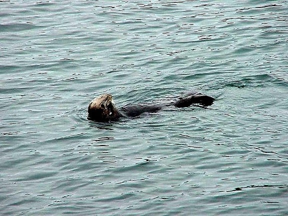 sea lion, swimming, sea