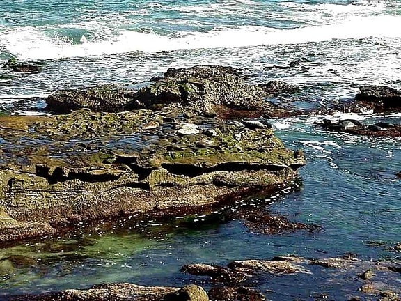 sea lions, rocks, water