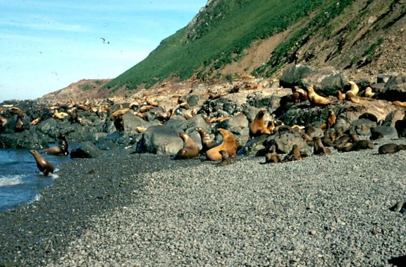 sea lions, rocky, stones