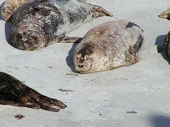 sea lions, animals, resting, sand, beach