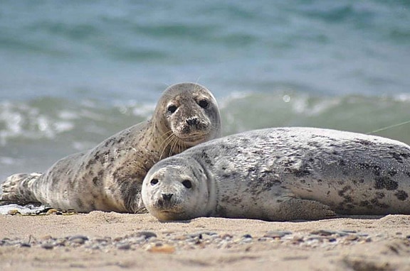 sea lions, pair, male, female
