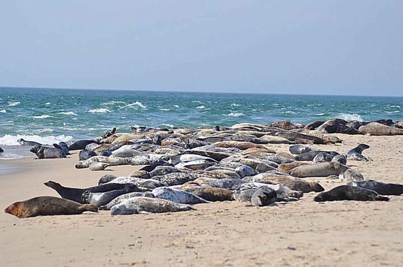 sea lions, sunning, beach