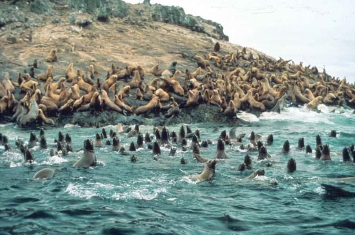 Steller sea lions, vesi, rannikko, eumetopias jubatus