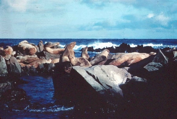 чубата Блакитна морських левів, морських ссавців, скелі, eumetopias jubatus