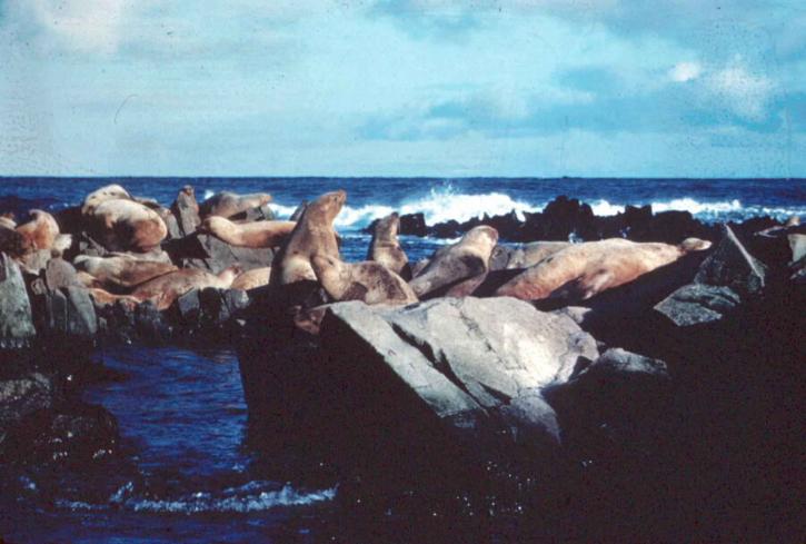Steller sea lions, merinisäkkäitä, kiviä, eumetopias jubatus