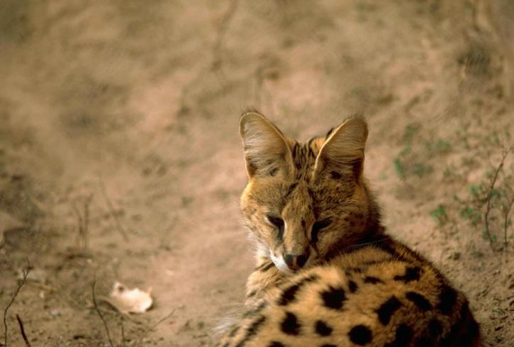serval, gato, leptailurus serval