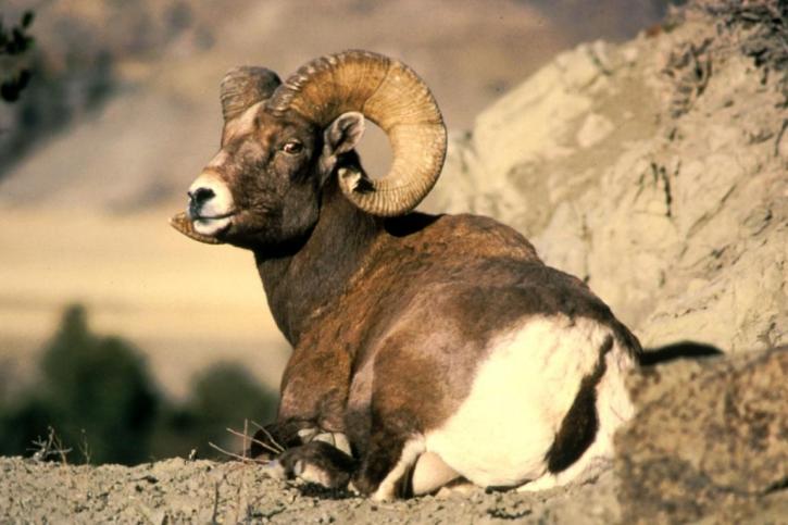 bighorn สัตว์ ovis canadensis