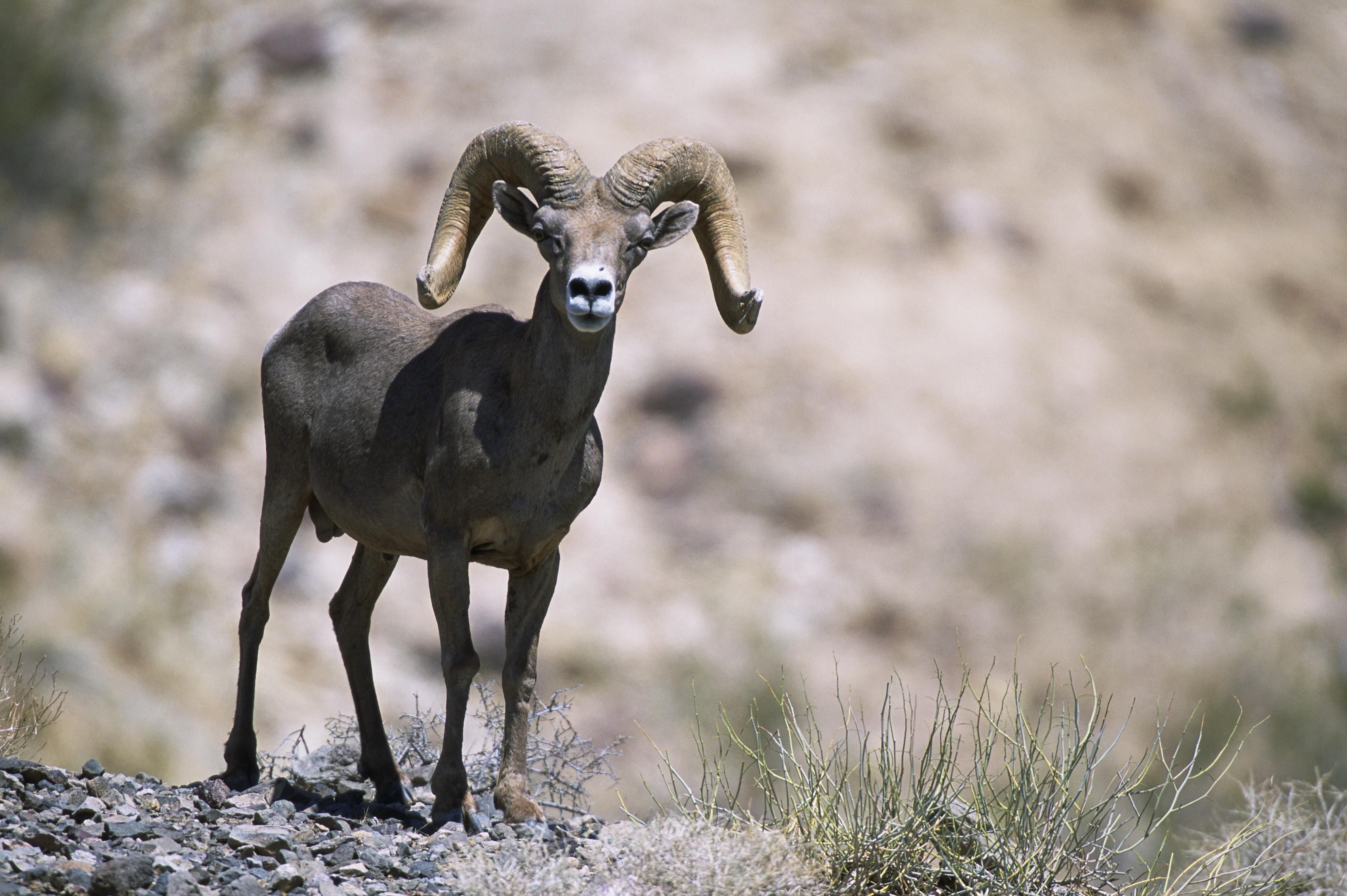 Free picture bighorn, sheep, upclose, female