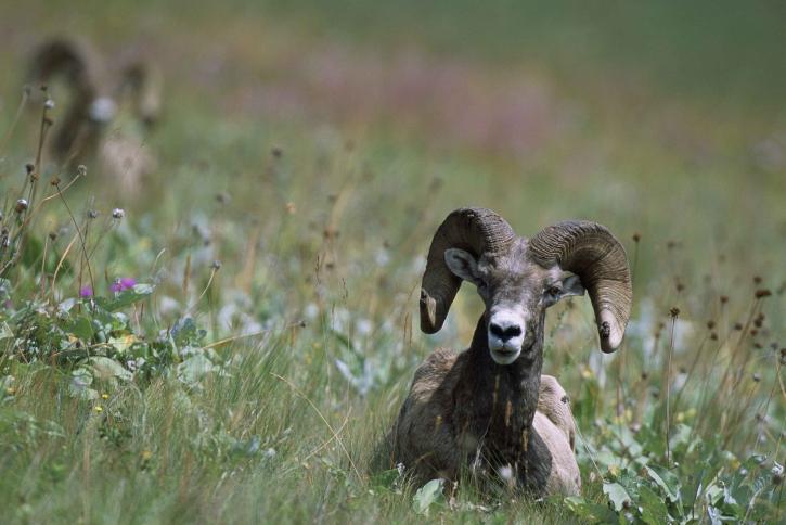 Bighorn ovce, tráva, ovis canadensis