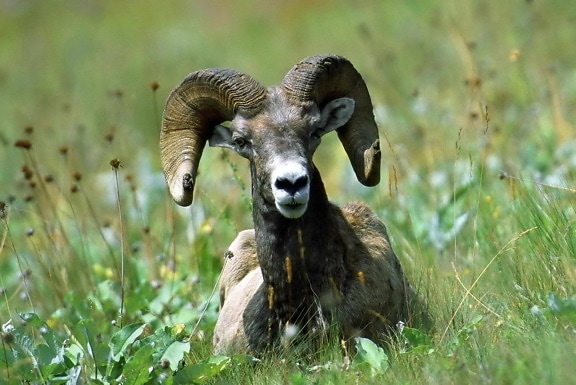 Bighornu, ovce, ovis canadensis