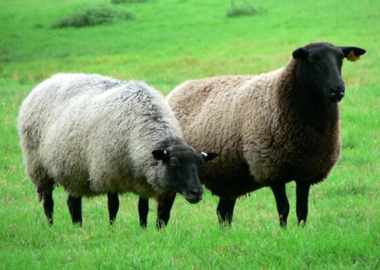black, headed, sheep