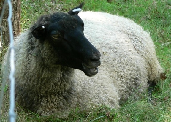 black, headed, sheep, grass