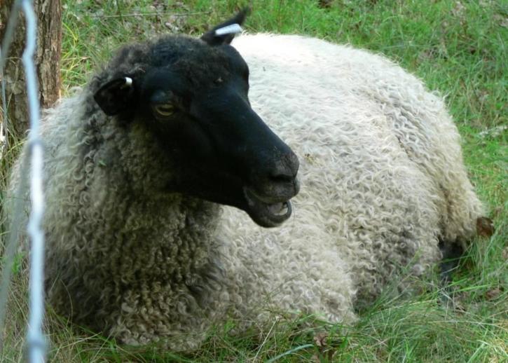 zwart, hoofd, schapen, gras