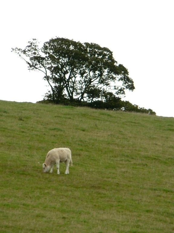cattle, green, hillside