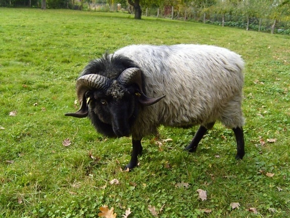 grey, horned, heath, sheep, male
