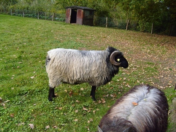 grey, horned, sheep